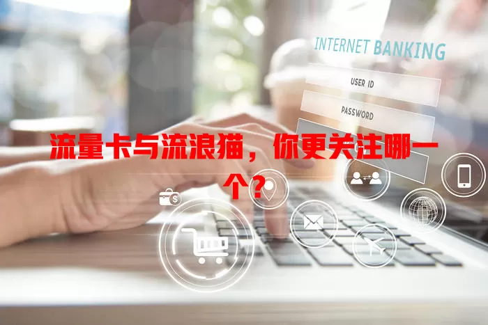 流量卡与流浪猫，你更关注哪一个？